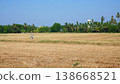Harvested Rice Field Landscape with Scarecrow and Rural Village Background 138668521