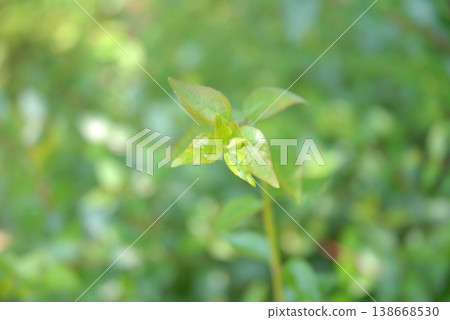 Close-up of new shoots: Image of fresh green leaves Close-up of new shoots: Image of fresh green leaves 138668530