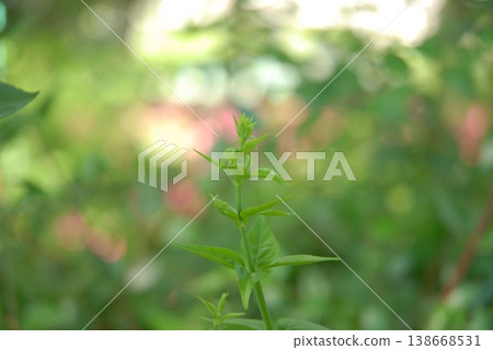 Close-up of new shoots: Image of fresh green leaves Close-up of new shoots: Image of fresh green leaves 138668531