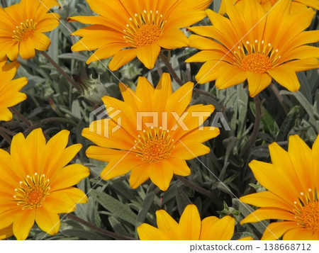 Colorful gazania flowers Colorful gazania flowers 138668712
