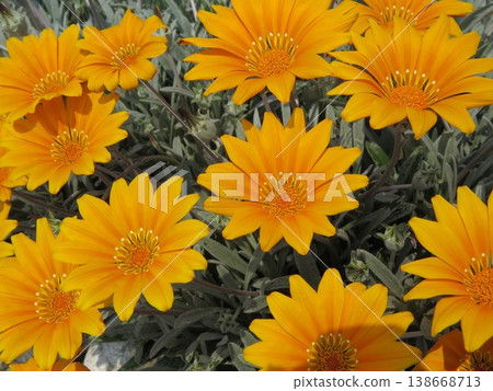 Colorful gazania flowers Colorful gazania flowers 138668713
