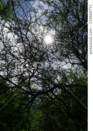 Sunlight filtering through trees (outdoors) Sunlight filtering through trees (outdoors) 138668751