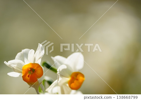 White daffodils against a gentle spring background White daffodils against a gentle spring background 138668799
