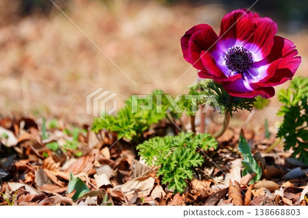 春天，紅色的銀蓮花在地面上盛開。 138668803