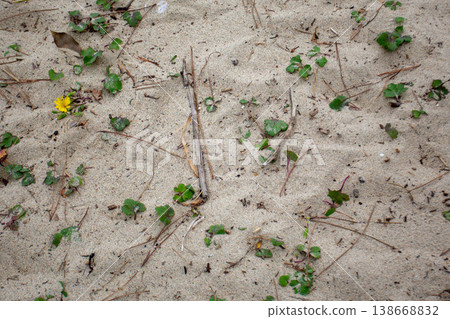 Small plants growing in sandy soil and a natural texture background Small plants growing in sandy soil and a natural texture background 138668832