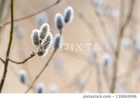 Blooming willow twigs and furry willow-catkins 138668996