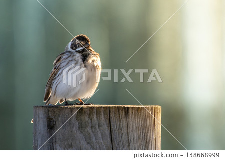 Close up of a common reed bunting Close up of a common reed bunting 138668999