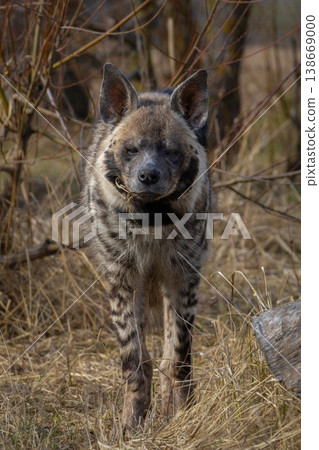 Striped hyena (Hyaena hyaena sultana) on spring time. 138669000