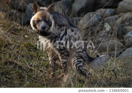 Striped hyena (Hyaena hyaena sultana) on spring time. Striped hyena (Hyaena hyaena sultana) on spring time. 138669001