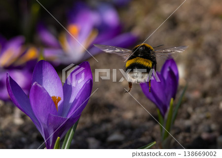 Bumble-bee polluted in the pollen Bumble-bee polluted in the pollen 138669002