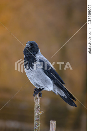 The Hooded Crow (Corvus cornix) or Grey Crow The Hooded Crow (Corvus cornix) or Grey Crow 138669003