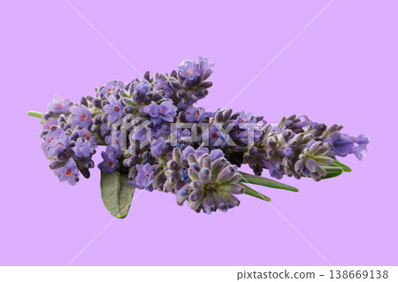 Lavender flowers on green leaves, purple background Lavender flowers on green leaves, purple background 138669138
