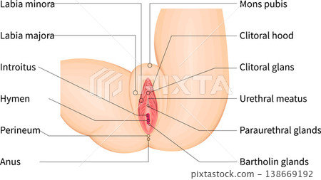 Female external genitalia: Anatomical illustration of the genitals (English) Female external genitalia: Anatomical illustration of the genitals (English) 138669192