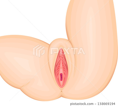 Female external genitalia: Anatomical illustration of the genitals Female external genitalia: Anatomical illustration of the genitals 138669194