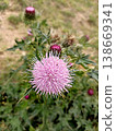 Purple thistle 138669341