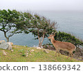 Deer by the sea 138669342