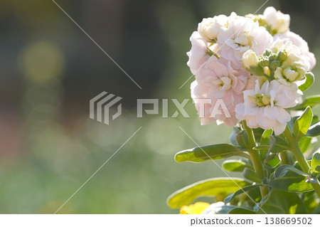 淡粉紅色的花朵和柔和的背景 138669502
