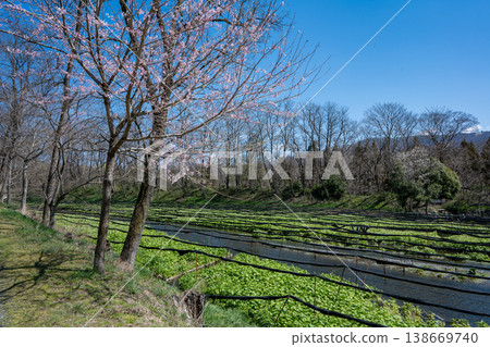 Daio Wasabi Farm Nagano Prefecture Azumino City Daio Wasabi Farm Nagano Prefecture Azumino City 138669740