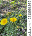  Dandelion 138669869