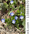 Blue flowers of Persian speedwell blooming in the field in early spring 138669870