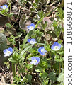blue flower	 138669871
