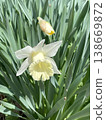 White daffodils 138669872