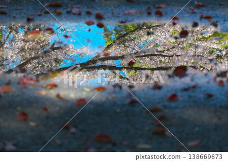 The sky after the rain and cherry blossoms reflected in a puddle. The sky after the rain and cherry blossoms reflected in a puddle. 138669873