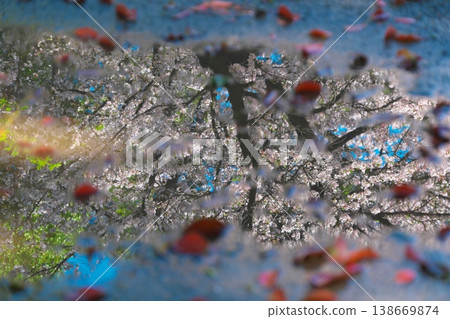 The sky after the rain and cherry blossoms reflected in a puddle. The sky after the rain and cherry blossoms reflected in a puddle. 138669874