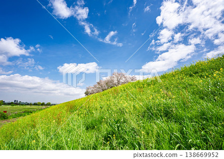 A single cherry tree stretches along the riverbank. A single cherry tree stretches along the riverbank. 138669952