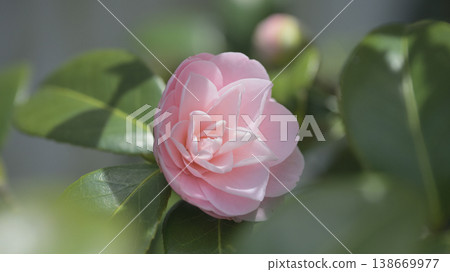Otome Tsubaki (Camellia japonica) - Pink flowers and a soft background - Springtime Japanese-style image material 138669977