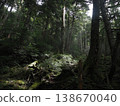 苔蘚覆蓋的森林，陽光透過樹林 138670040