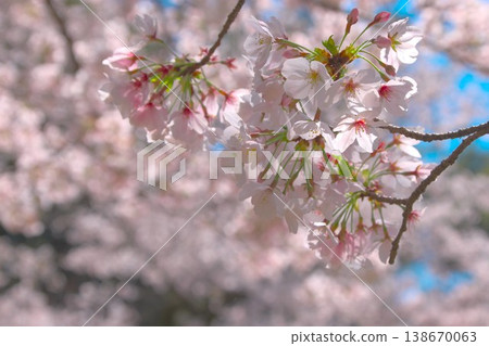 Spring image Cherry blossoms in full bloom Spring image Cherry blossoms in full bloom 138670063