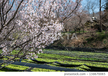 Daio Wasabi Farm長野縣安曇野市 Daio Wasabi Farm長野縣安曇野市 138670065
