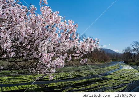 Cherry blossoms and wasabi fields: Daio Wasabi Farm, Azumino City, Nagano Prefecture 138670066