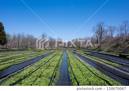 Daio Wasabi Farm Nagano Prefecture Azumino City Daio Wasabi Farm Nagano Prefecture Azumino City 138670067