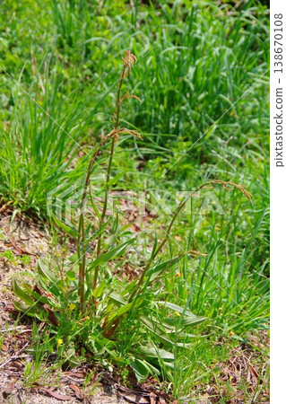 Sorrel (Rumex acetosa) 138670108