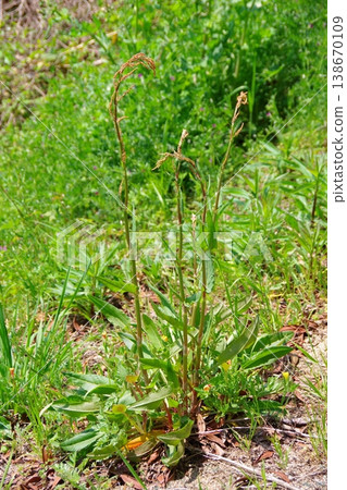 Sorrel (Rumex acetosa) 138670109
