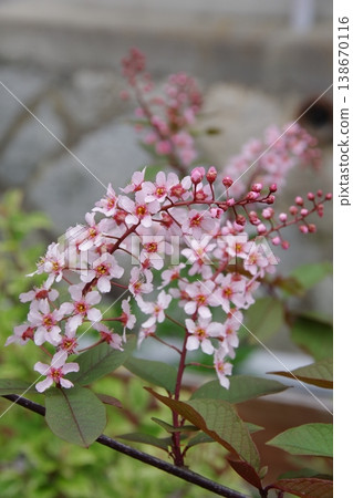 Ezo-no-uwamizuzakura (Ezo-no-uwamizuzakura, Colorata) Ezo-no-uwamizuzakura (Ezo-no-uwamizuzakura, Colorata) 138670116