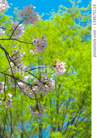 Images of spring: cherry blossoms and fresh greenery Images of spring: cherry blossoms and fresh greenery 138670119