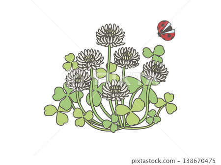 Cute ladybug and white clover illustration 138670475
