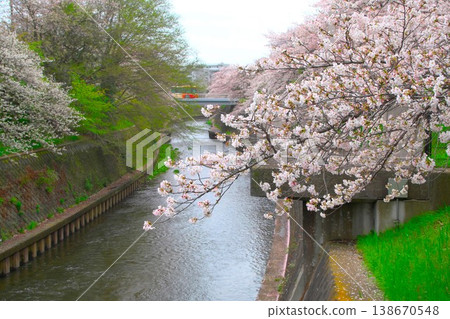 沿著曳志川河畔一排櫻花樹;一輛巴士駛過橋樑。 沿著曳志川河畔一排櫻花樹;一輛巴士駛過橋樑。 138670548