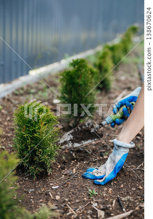 Close-up of hands in gardening gloves. Planting thuja Close-up of hands in gardening gloves. Planting thuja 138670624