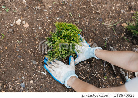 Gardener's gloved hands plant a small green bush in the soil. Tuya 138670625