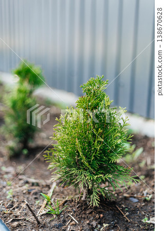 Planting a young thuja in the courtyard. Greening. Caring for the environment. Landscaping work in the courtyard of the house. 138670628