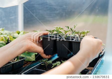 In the hands of trays with seedlings. Garden. Greenhouse. The household. Nursery 138670631