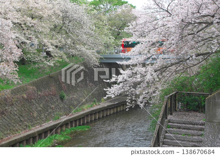 春日景象：曳志川兩岸櫻花盛開，一輛巴士駛過橋樑。 138670684