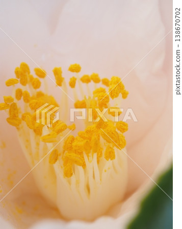 Close-up of a pink camellia (20260328105209) 138670702