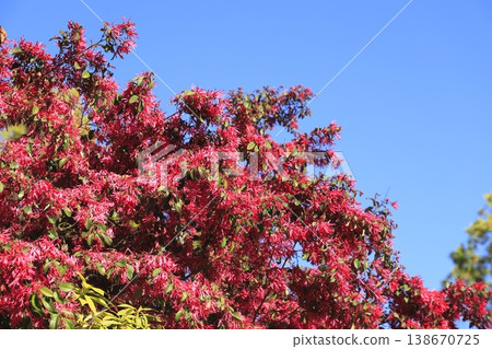 Tokiwa witch hazel flowers in full bloom (Safflower witch hazel) Tokiwa witch hazel flowers in full bloom (Safflower witch hazel) 138670725