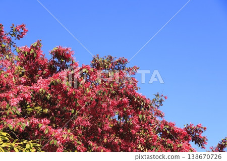 Tokiwa witch hazel flowers in full bloom (Safflower witch hazel) Tokiwa witch hazel flowers in full bloom (Safflower witch hazel) 138670726
