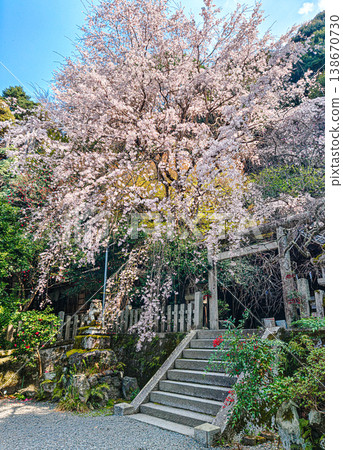 京都音山神社的櫻花 138670730